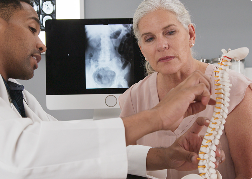 Model Of A Human Spine Image